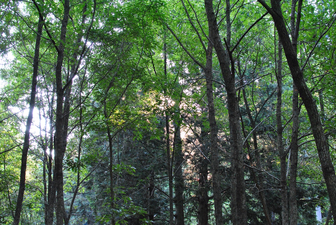 三重県 レザークラフト
松阪市 自然の写真